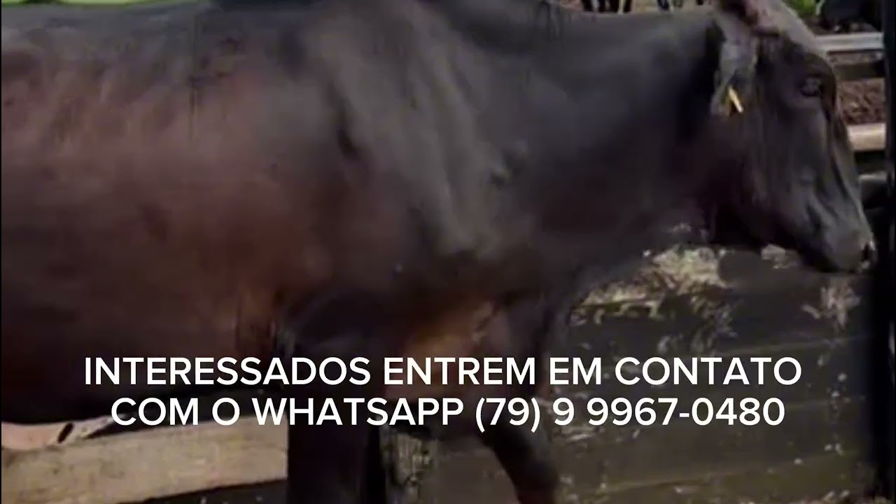 QUATRO LOTES DE GIROLANDAS DE FIV