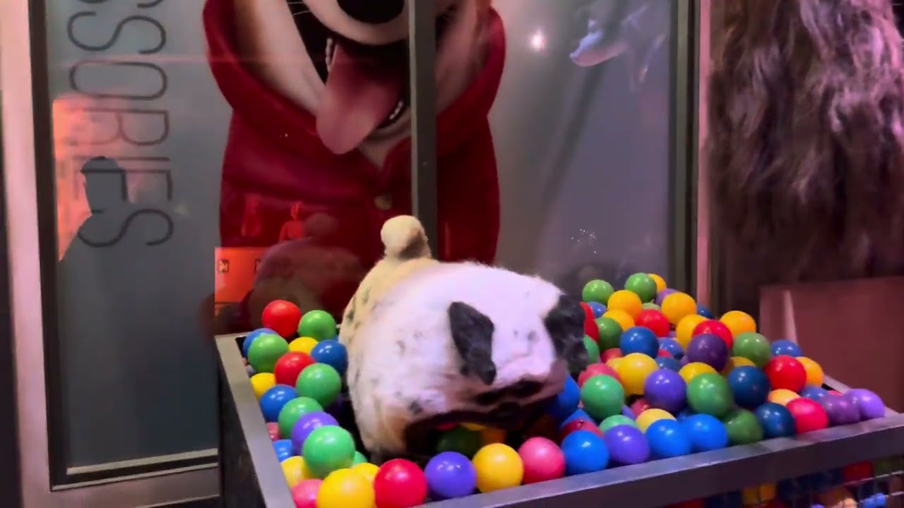 The Secret Life Of Pets: Off The Leash Ride Part 2 at Pets Place 10/31/2025