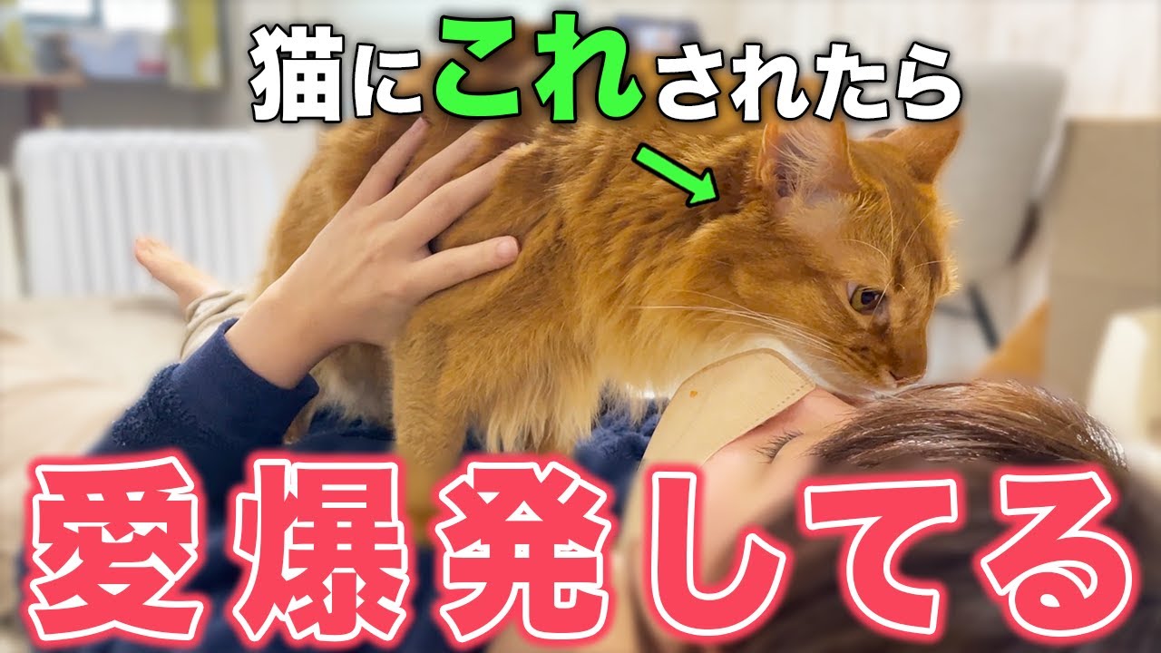 【保存版】猫が飼い主を好きすぎるあまりしてしまう行動15選