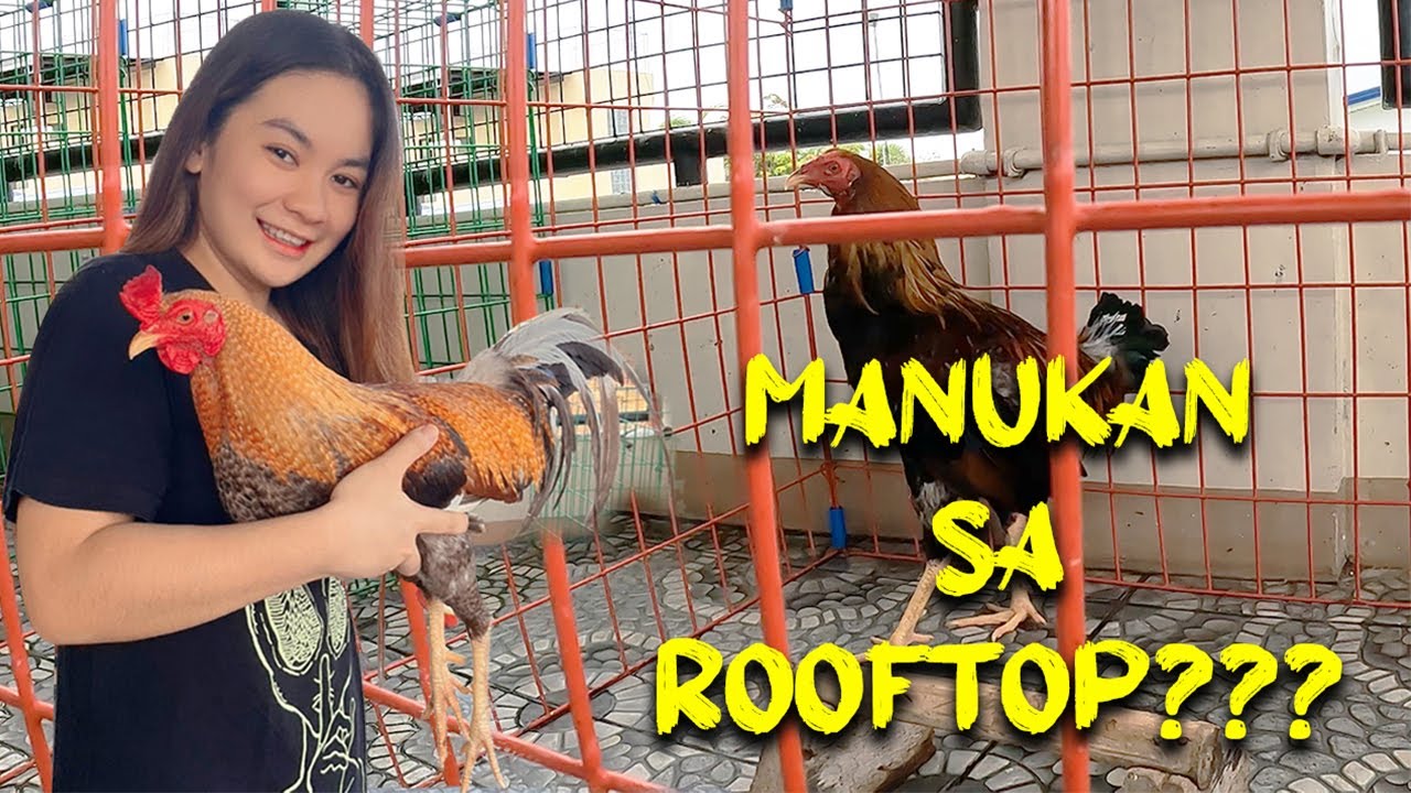 Episode 3: MANUKAN SA ROOFTOP??
