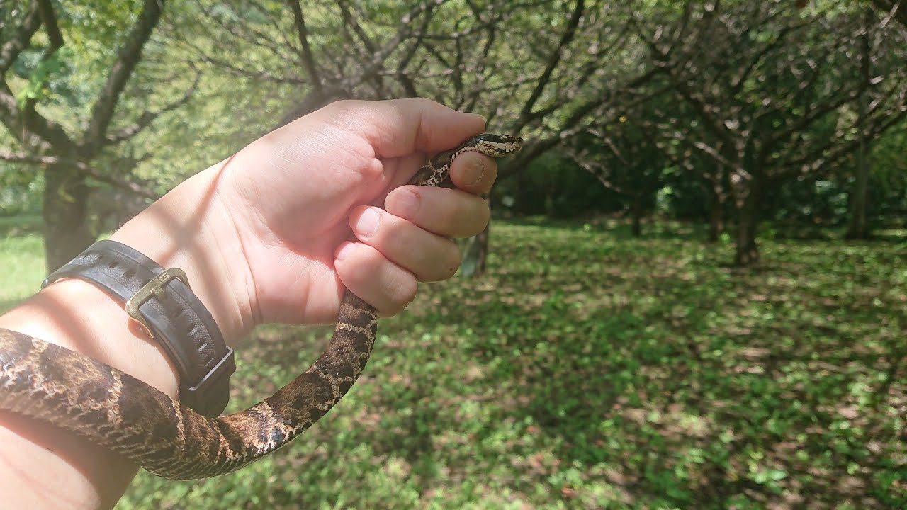 マムシに咬まれ生死を彷徨った [閲覧注意] I almost died when I was bitten by a poisonous snake