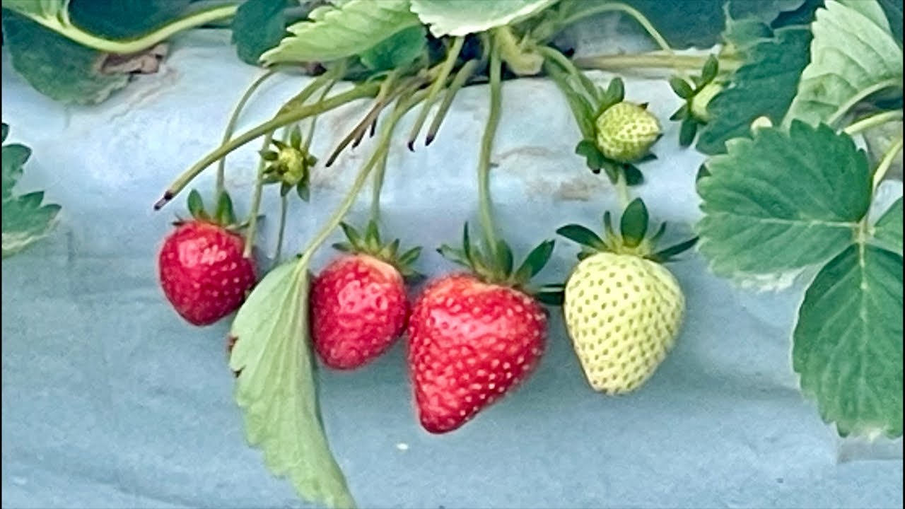 Wondering Wanderer is live at the Strawberry Farm in La Trinidad, Benguet! 🍓🍓🍓
