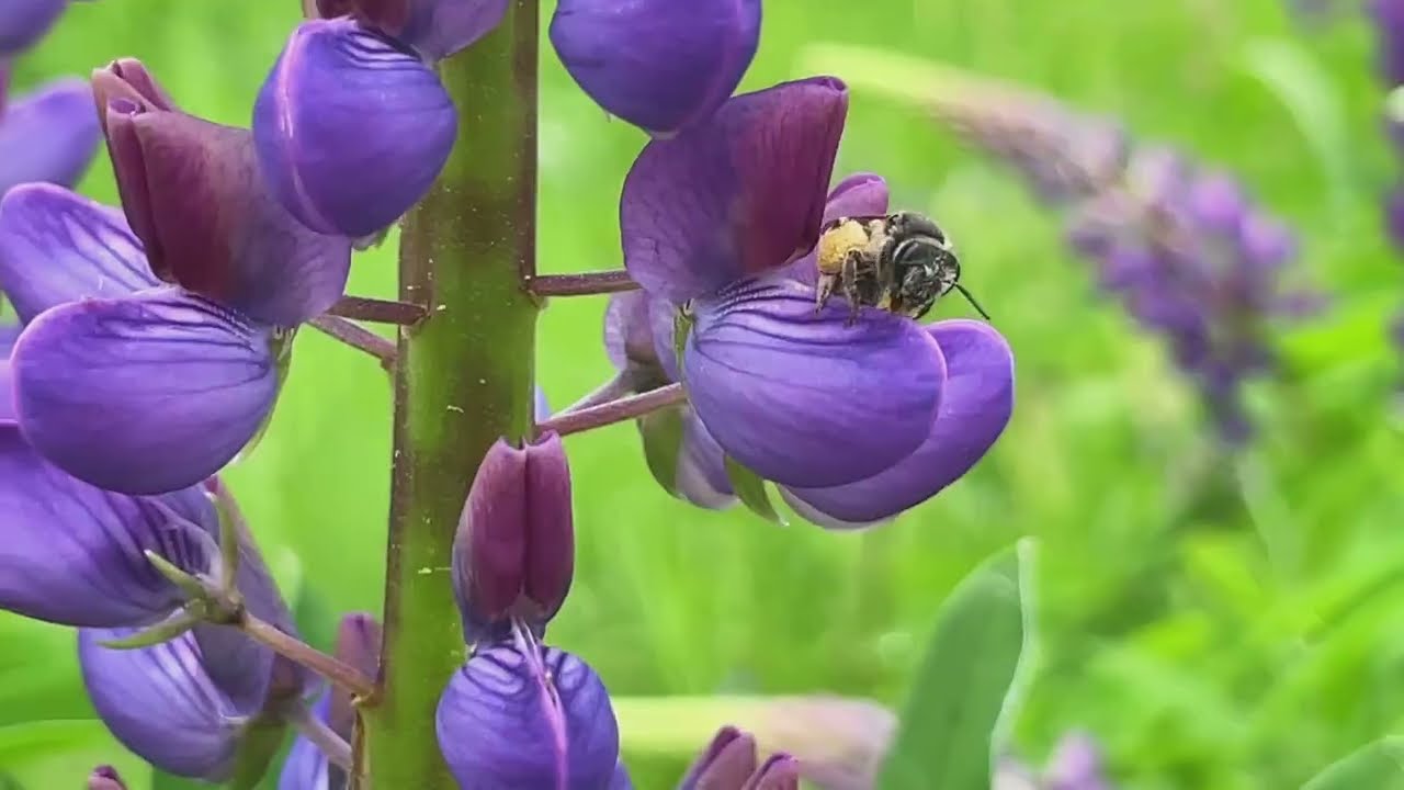 Die Bedeutung der Biodiversit&auml;t &ndash; Warum wir die Vielfalt des Lebens sch&uuml;tzen m&uuml;ssen