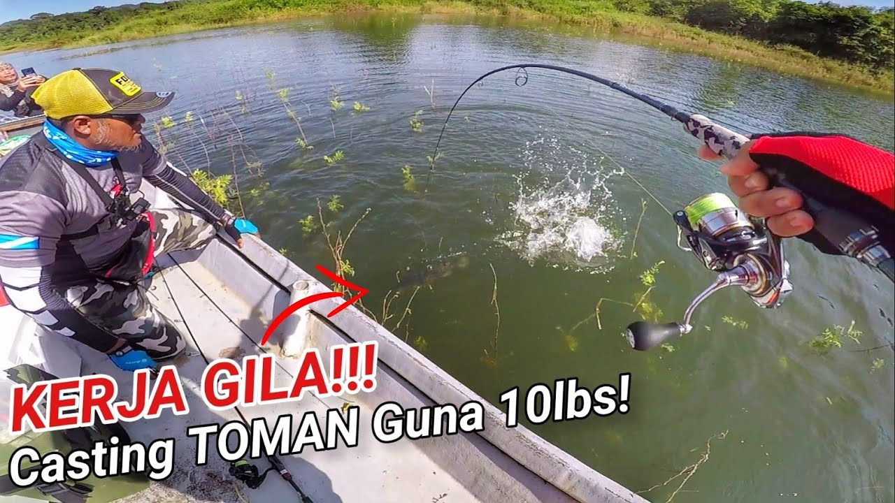 Casting Ikan TOMAN Menggunakan Spinning & Tali 10lbs Sahaja!