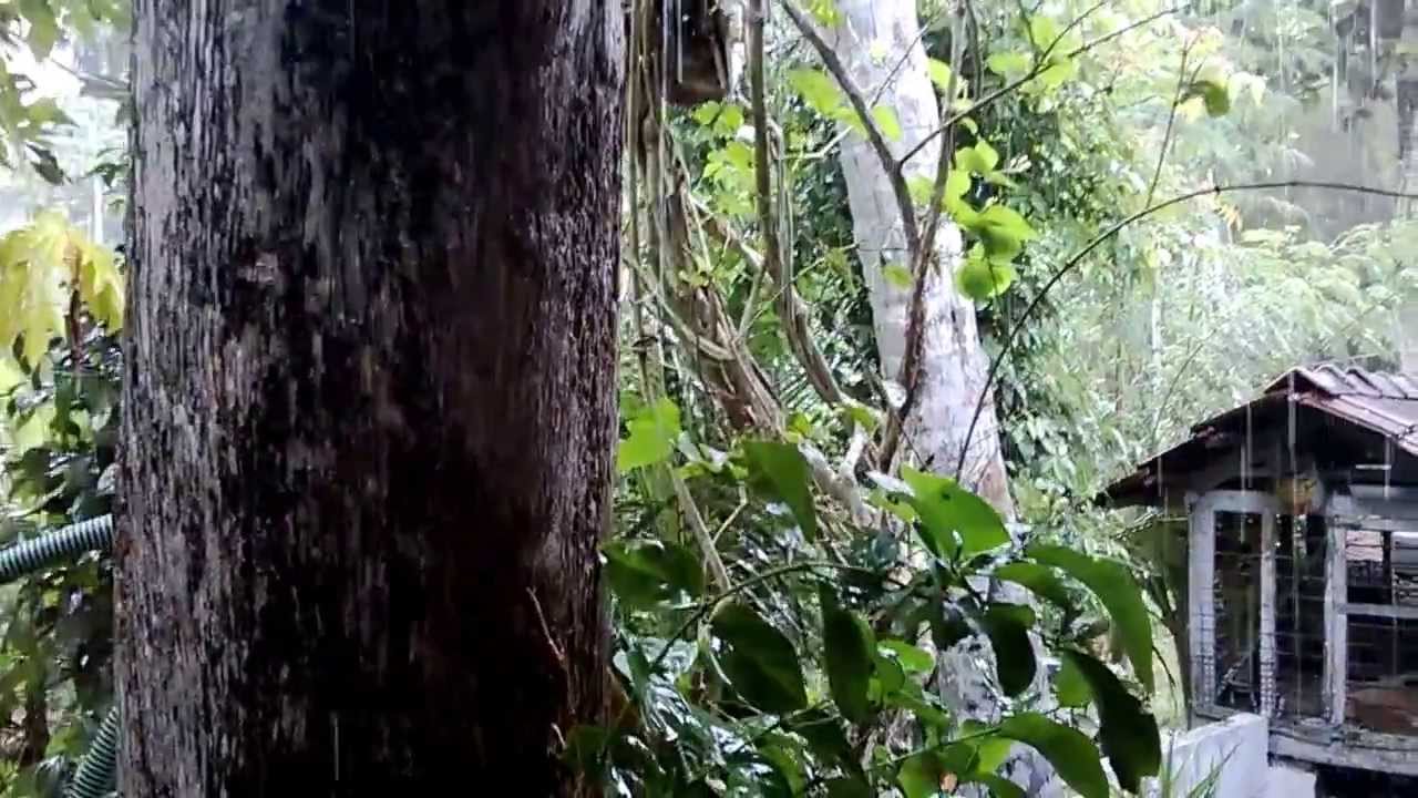 Kerala rain video pampady kottayam