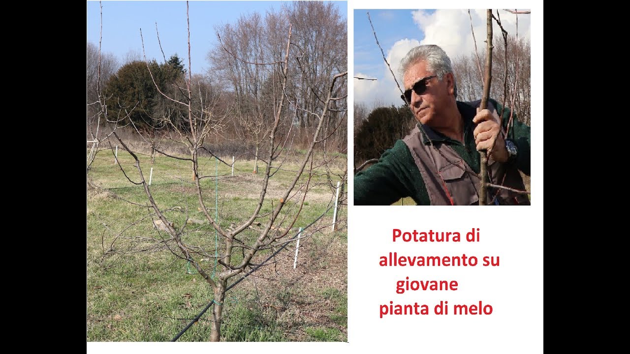 Potatura di allevamento di una giovane pianta di melo