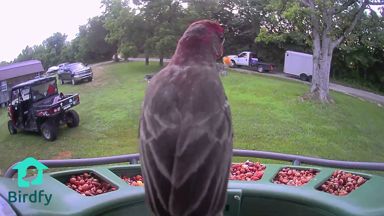Birdfy | Southwest, MO | June 2025 - 25 Minutes of Birds!