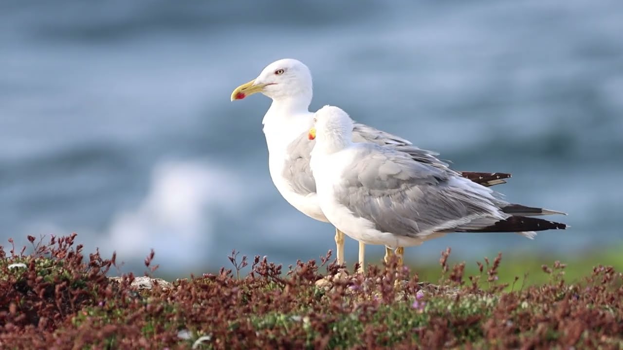 Yellow-legged gulls in Tarifa