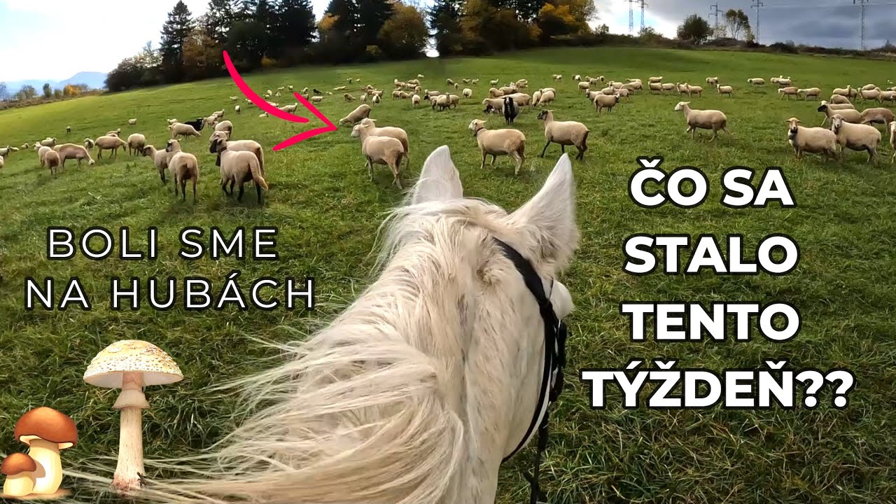 Ako je na tom Axel?? 🦄 boli sme na hubách 🍄 | video so psami a koňmi | jazdenie na koni
