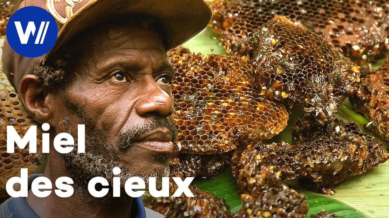 Le miel, un aliment sacré pour le peuple Baka | Maîtres des abeilles (Cameroun)