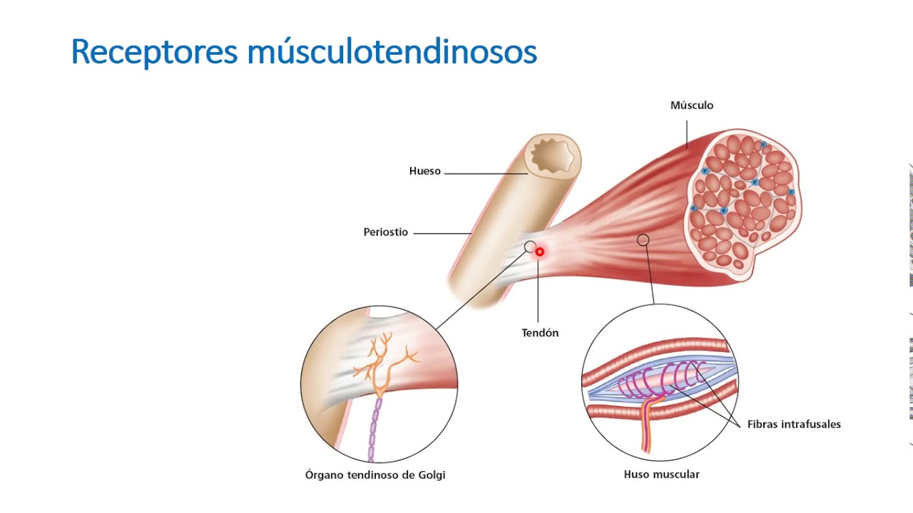 Reflejos medulares