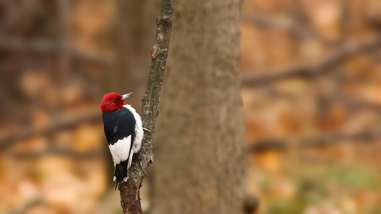Les Pics en  photos / Woodpecker pictures Québec