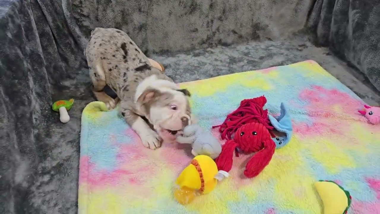 Yetta Playing! Sugarplum Bulldogs!