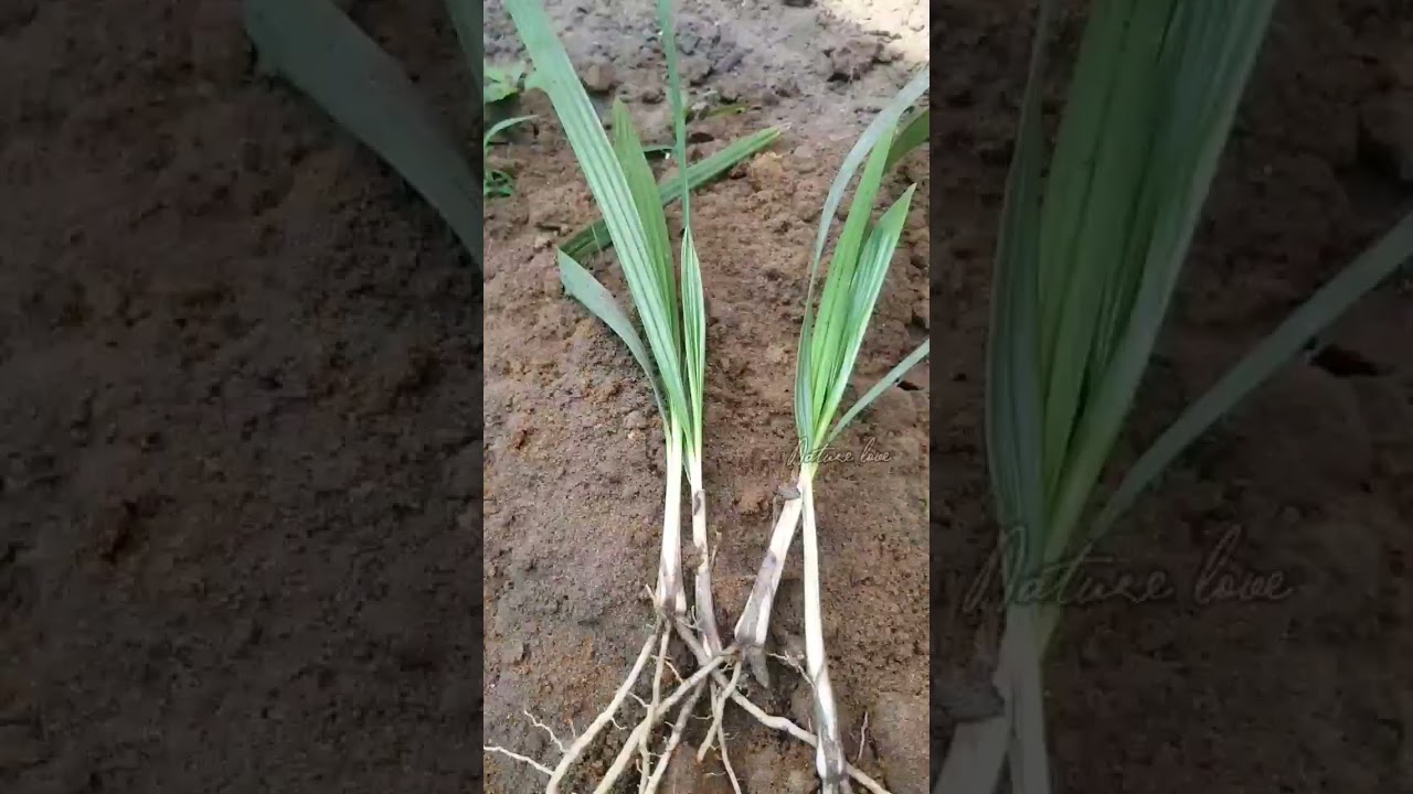 Date palm tree #homegarden #datepalmtree #dates #planting #nature