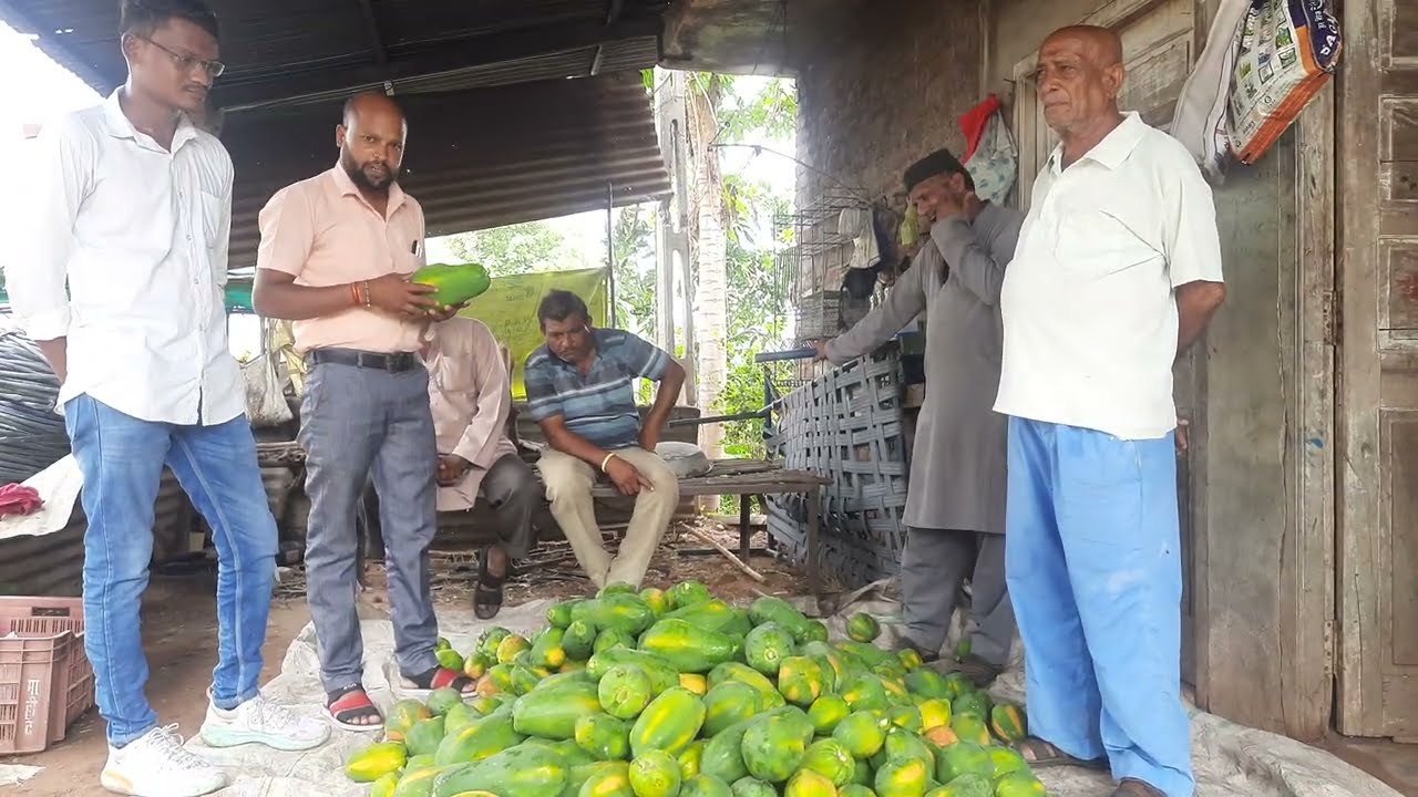 Papaya Farming || પ્રાકૃતિક કૃષિ પદ્ધતિ દ્વારા પપૈયા ની ખેતી કરતા સફળ ખેડૂત...