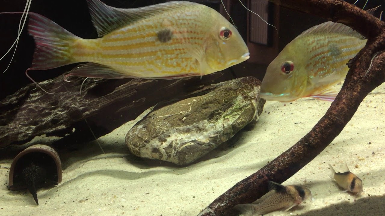 Geophagus Abalios wild spawn