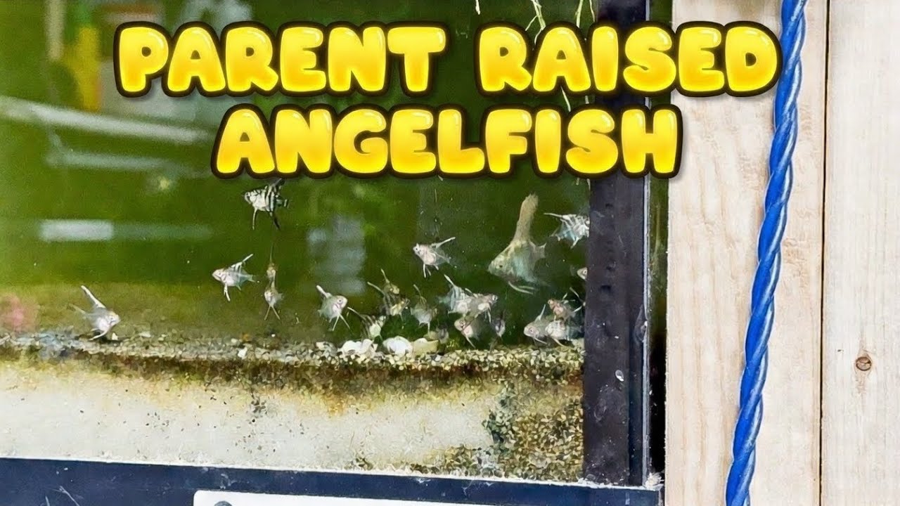 How My Angelfish Raised 50+ Fry Without Me Lifting a Finger