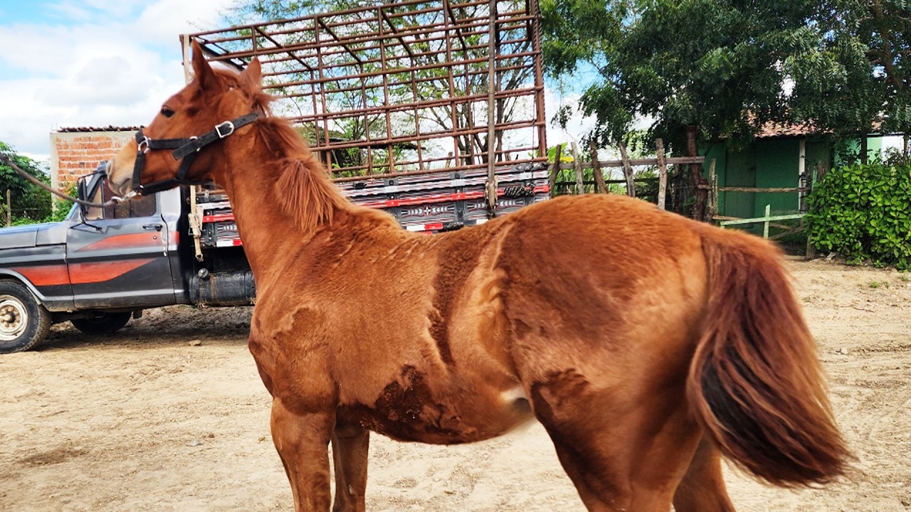 FEIRA DE CAVALOS EM ALTINHO-PE  02-08-2025 #nordeste