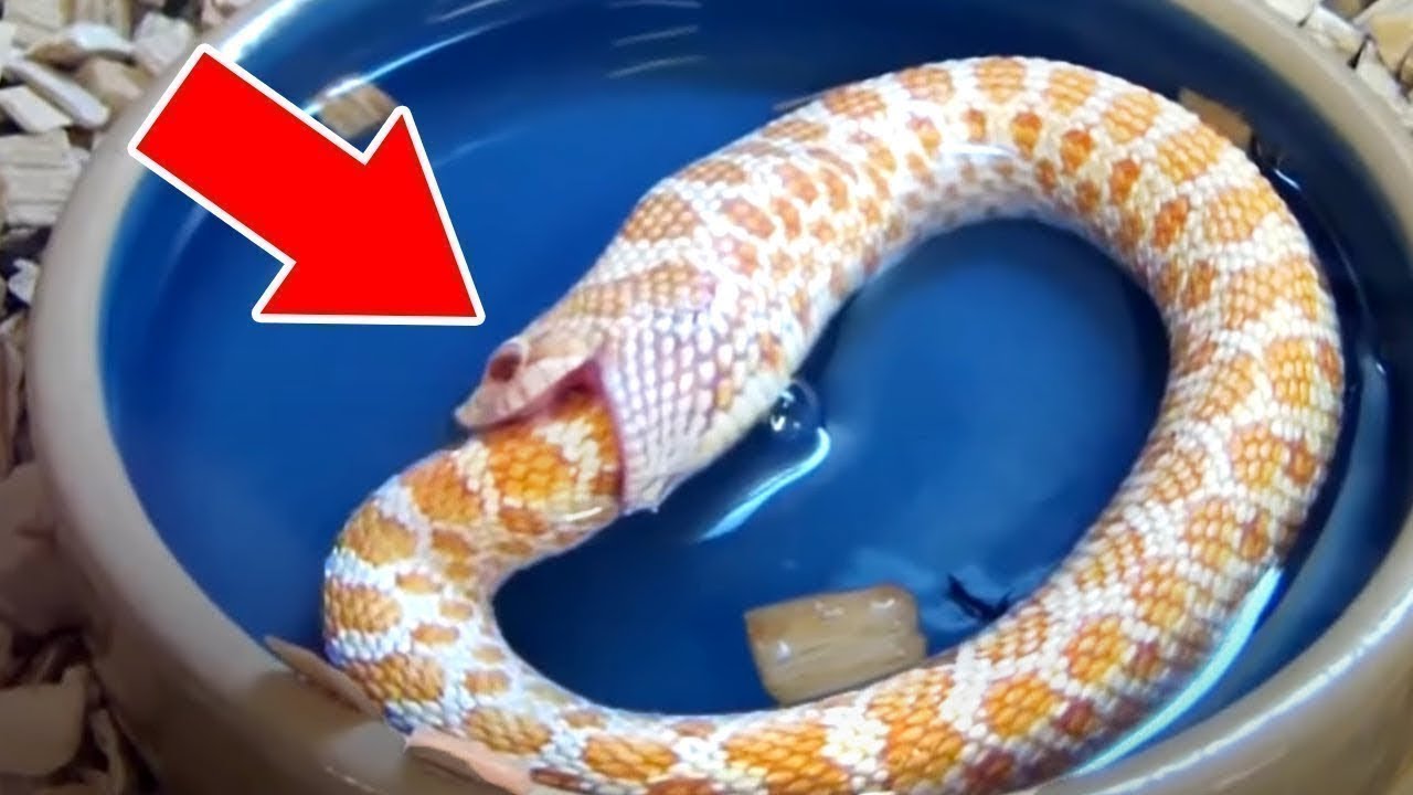 Ungewöhnliche Und Seltsame Verhaltensweisen Von Tieren