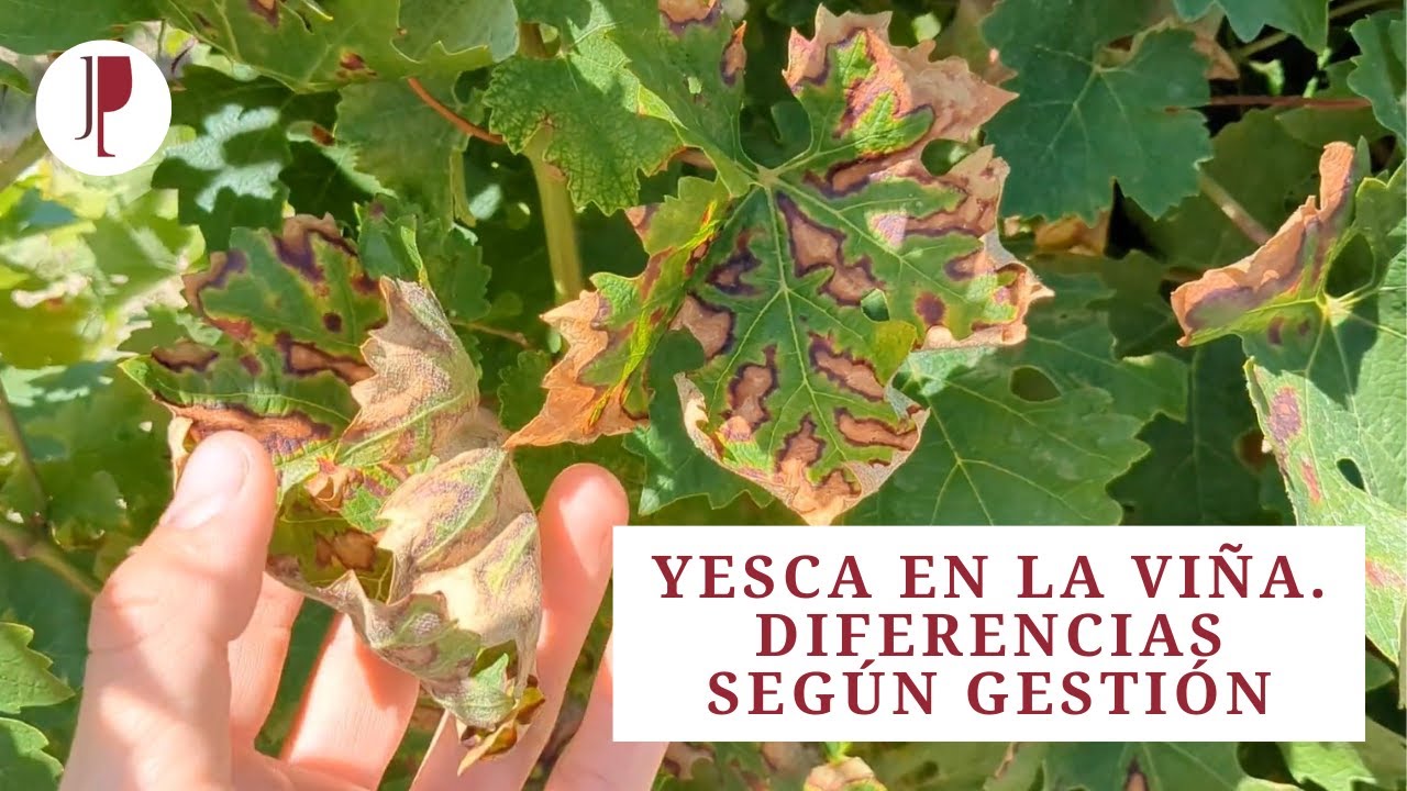 Yesca en la viña. Diferencias según gestión