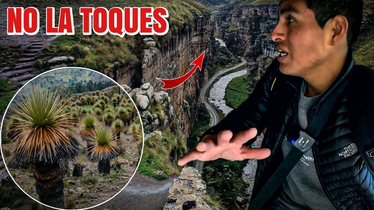 El lugar MÁS EXTRAÑO donde habita la PLANTA MÁS RARA del mundo | Jauja_Peru