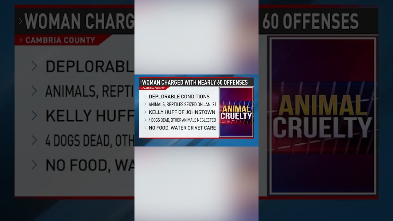 19 pets rescued from Johnstown home #news #wjac #nbc6 #petrescue #crime #localnews #johnstown #pets