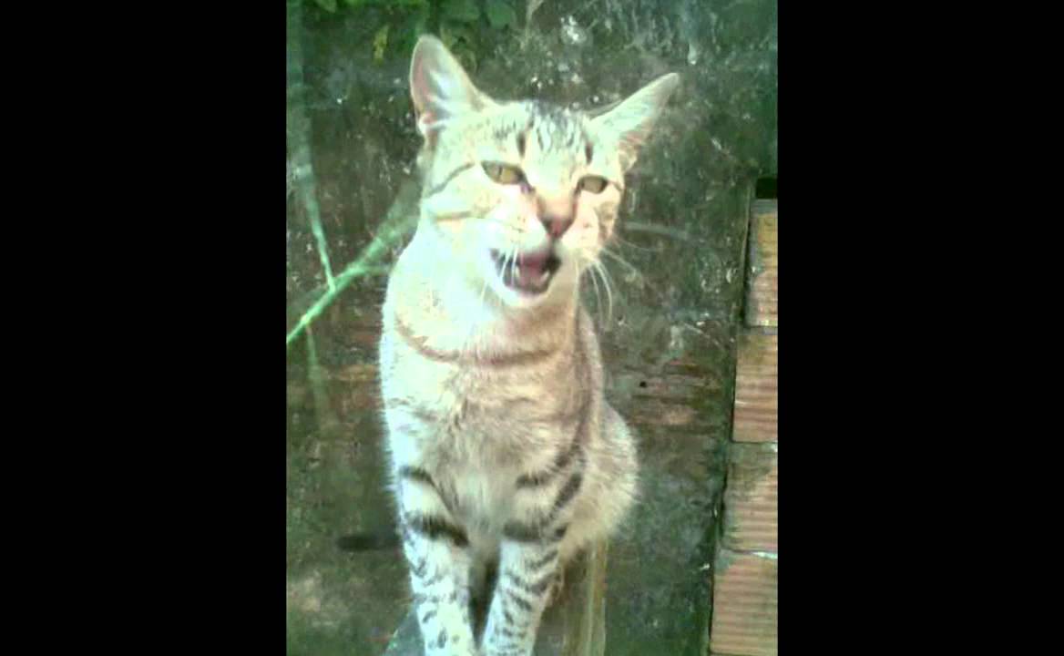Locomotores - O gato