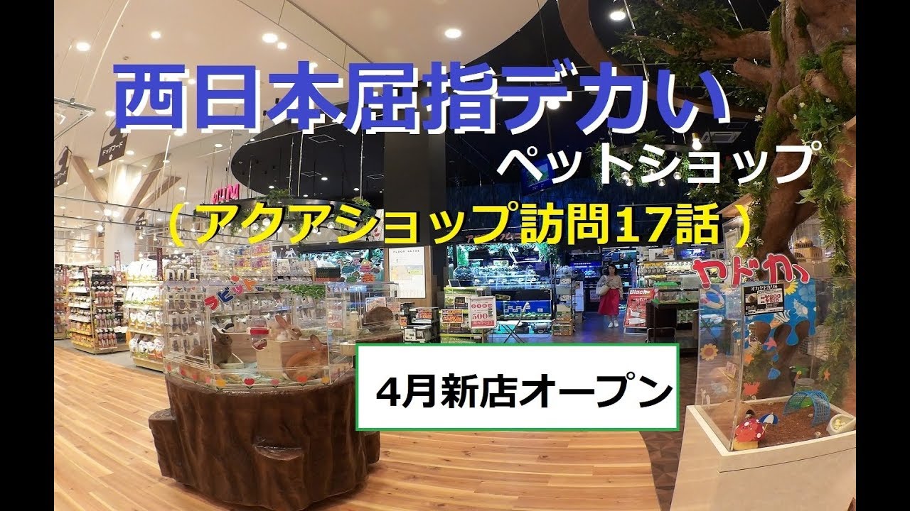 【アクアショップ訪問】西日本屈指デカい！？（ひごペット八幡店）
