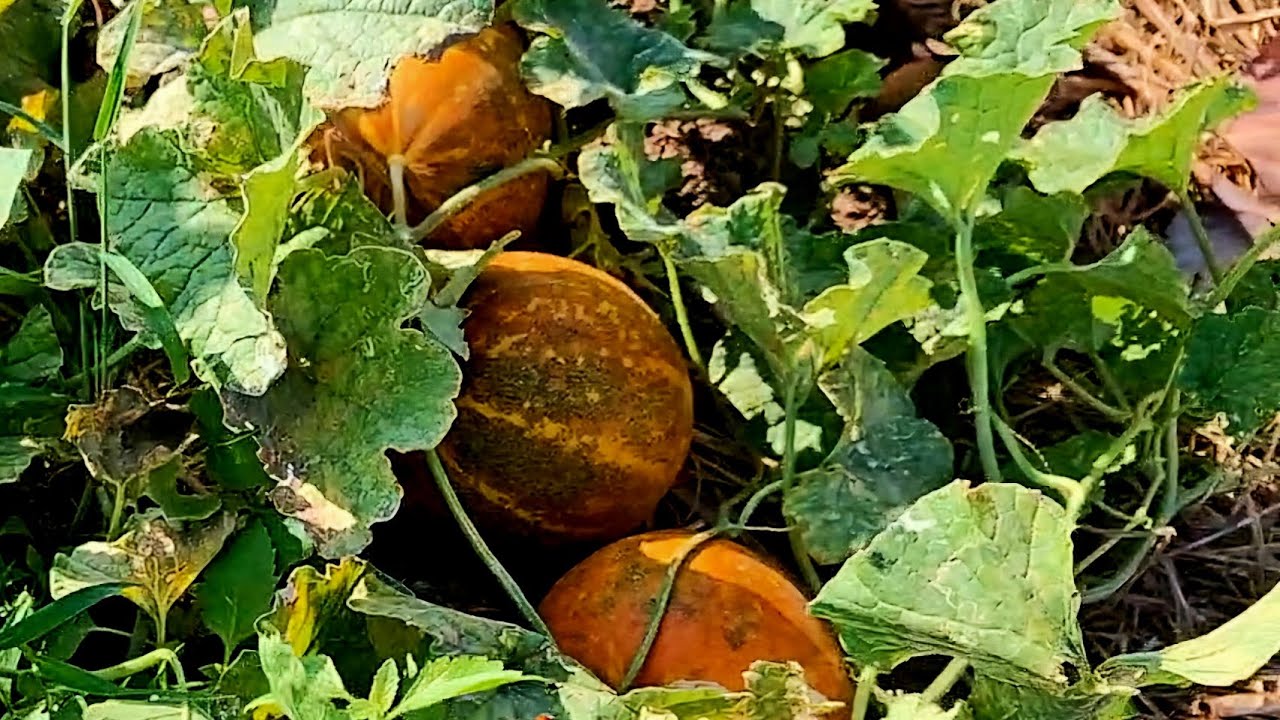 แตงไทยขนาดไม่ค่อยได้ดูแลยังดกนาดนี้เลย ปลูกผสมผสาน @yaisom