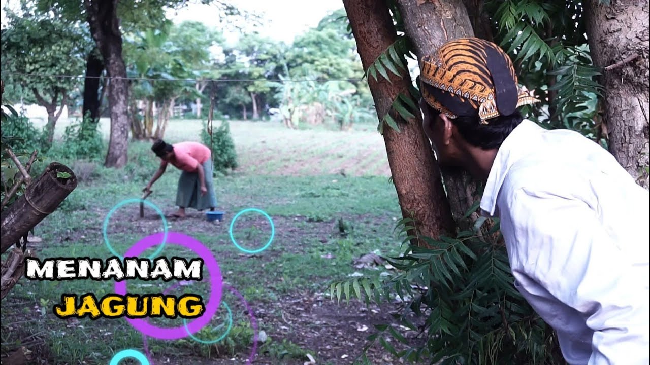 MADURA LUCU .//..,MENANAM JAGUNG