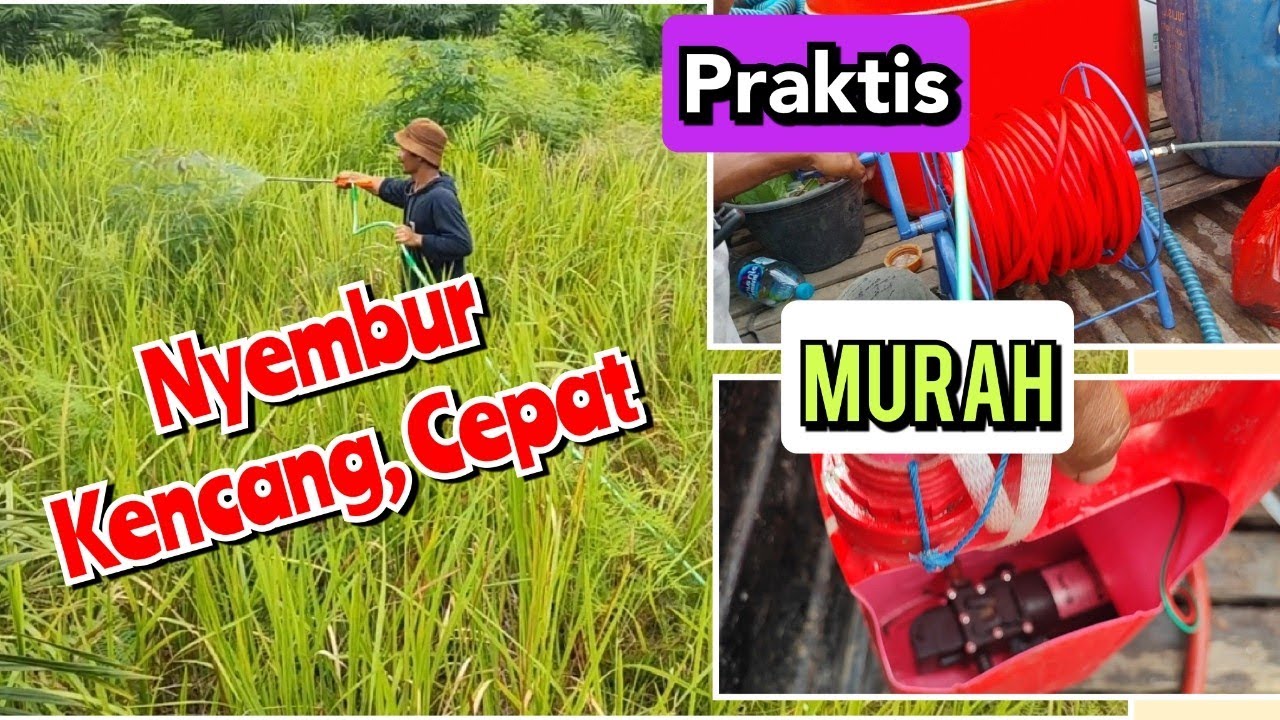 membasmi gulma dengan alat semprot pompa DC elektrik 12volt