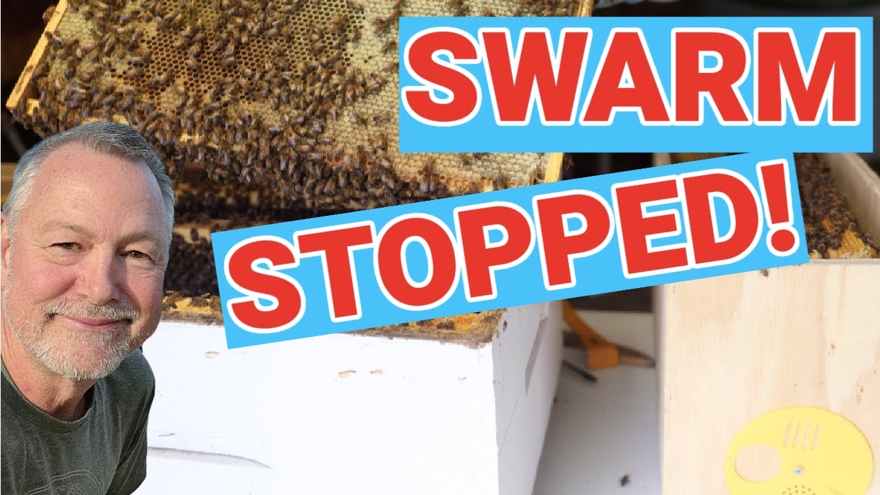 Beekeeping 101: The Easiest Way to Stop a Swarm?