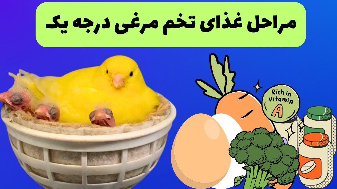 « روش ساده و کامل اماده سازی غذای تخم مرغی قناری»