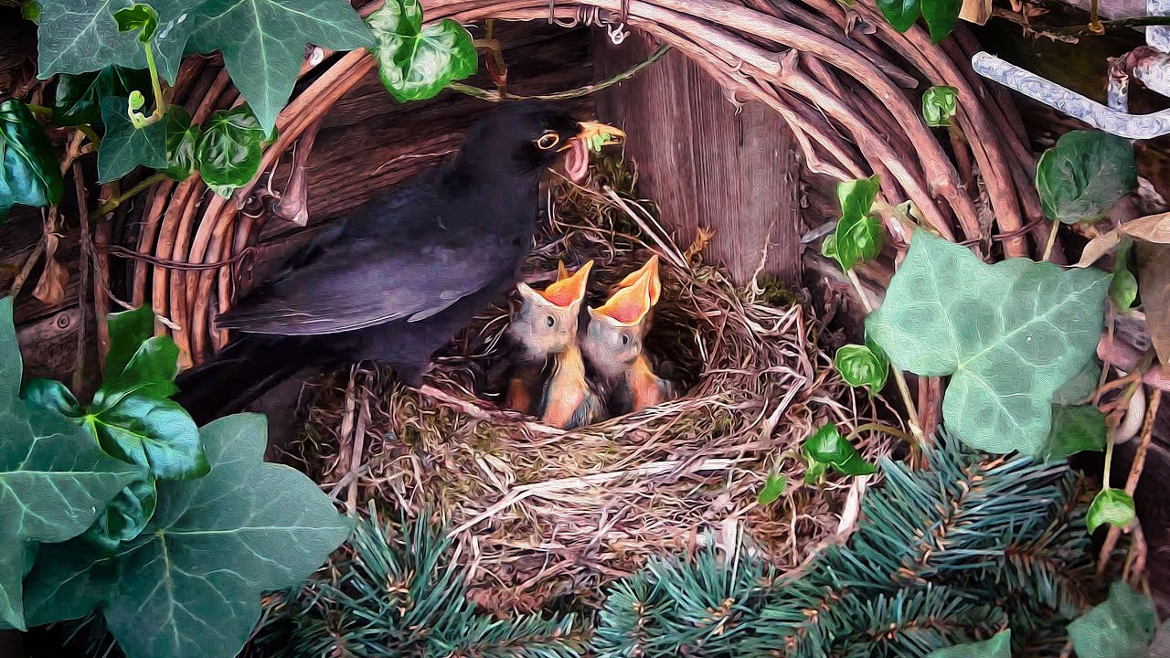 🐦 INCREDIBLE 29-Day Journey: From Empty Nest to Baby Birds Learning to Fly! | Exclusive Nest Cam 🪶✨