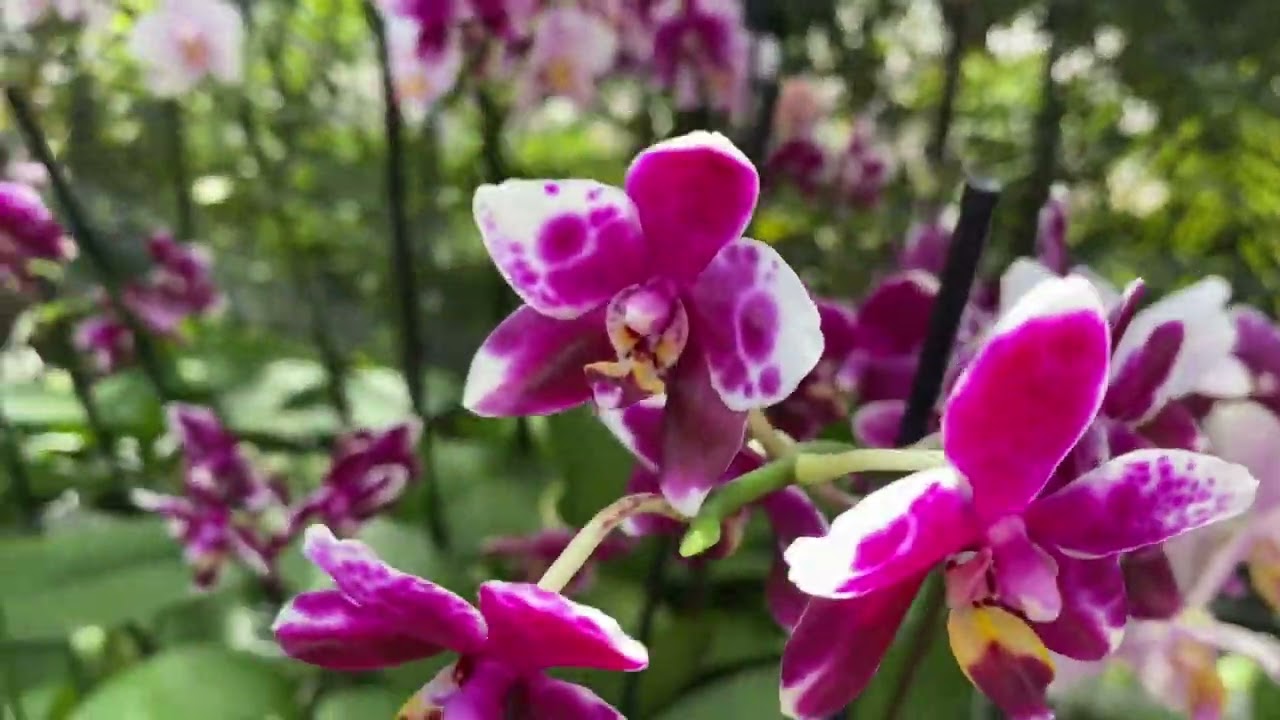 Orchid yard sale.  A beautiful collection