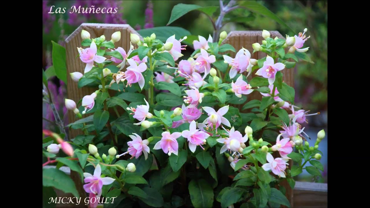 FUCHSIAS Y PLANTAS DE LAS MUÑECAS - MEJORES FOTOS 2012.mp4
