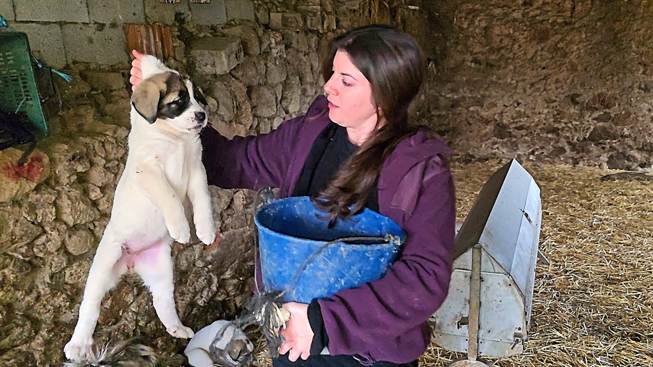 Vamos a cambiarle la dieta a los cachorros, auténticos mastines de trabajo
