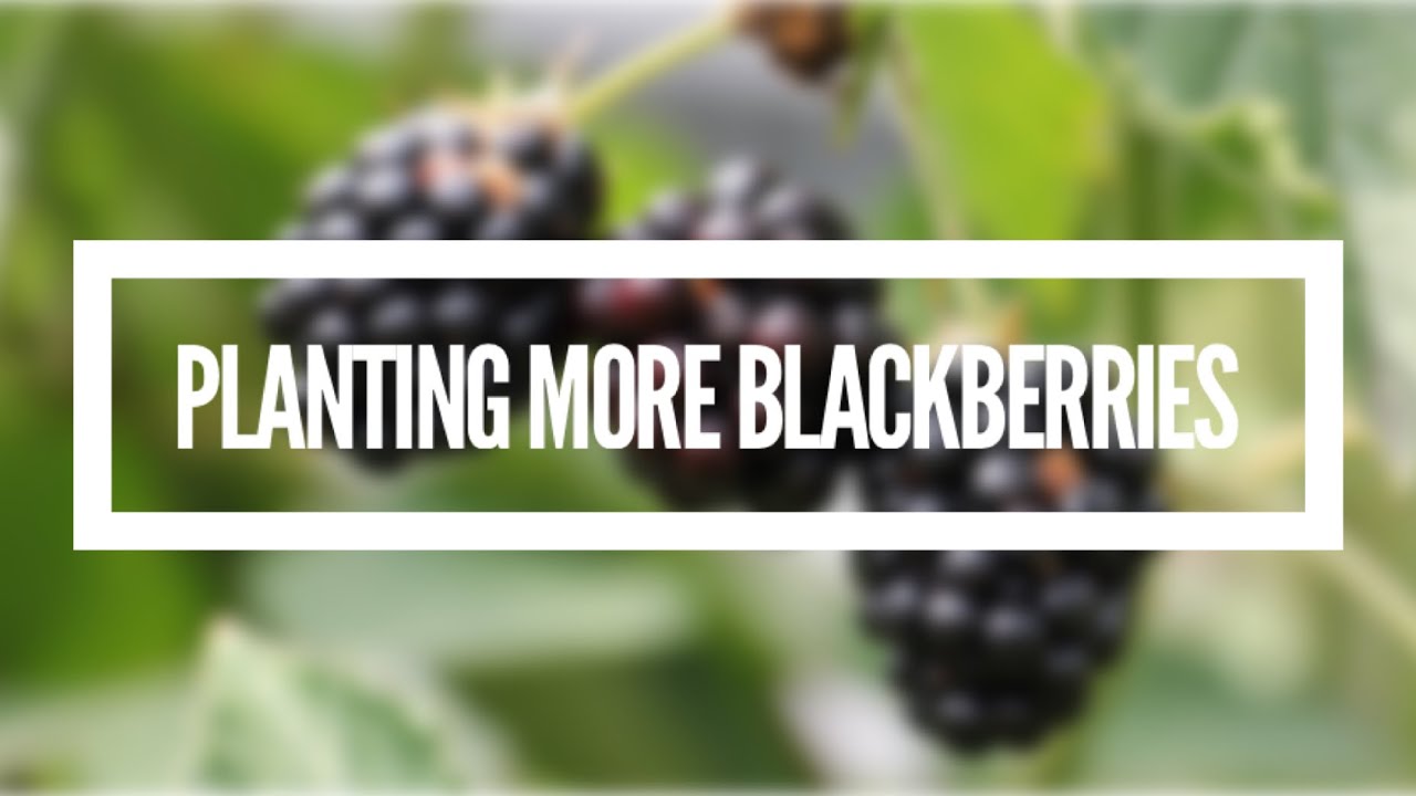 Planting more Blackberries!!