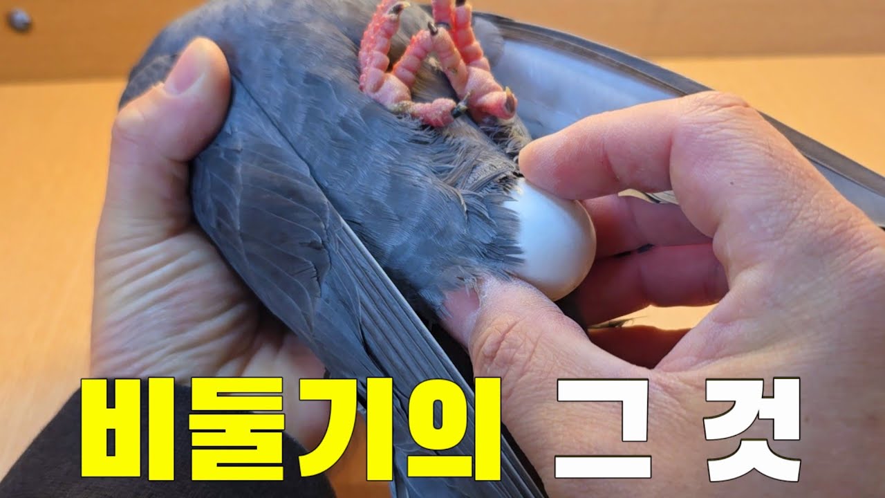 비둘기의 '그 것' 드디어 먹었습니다 '그 것' 맛 리뷰