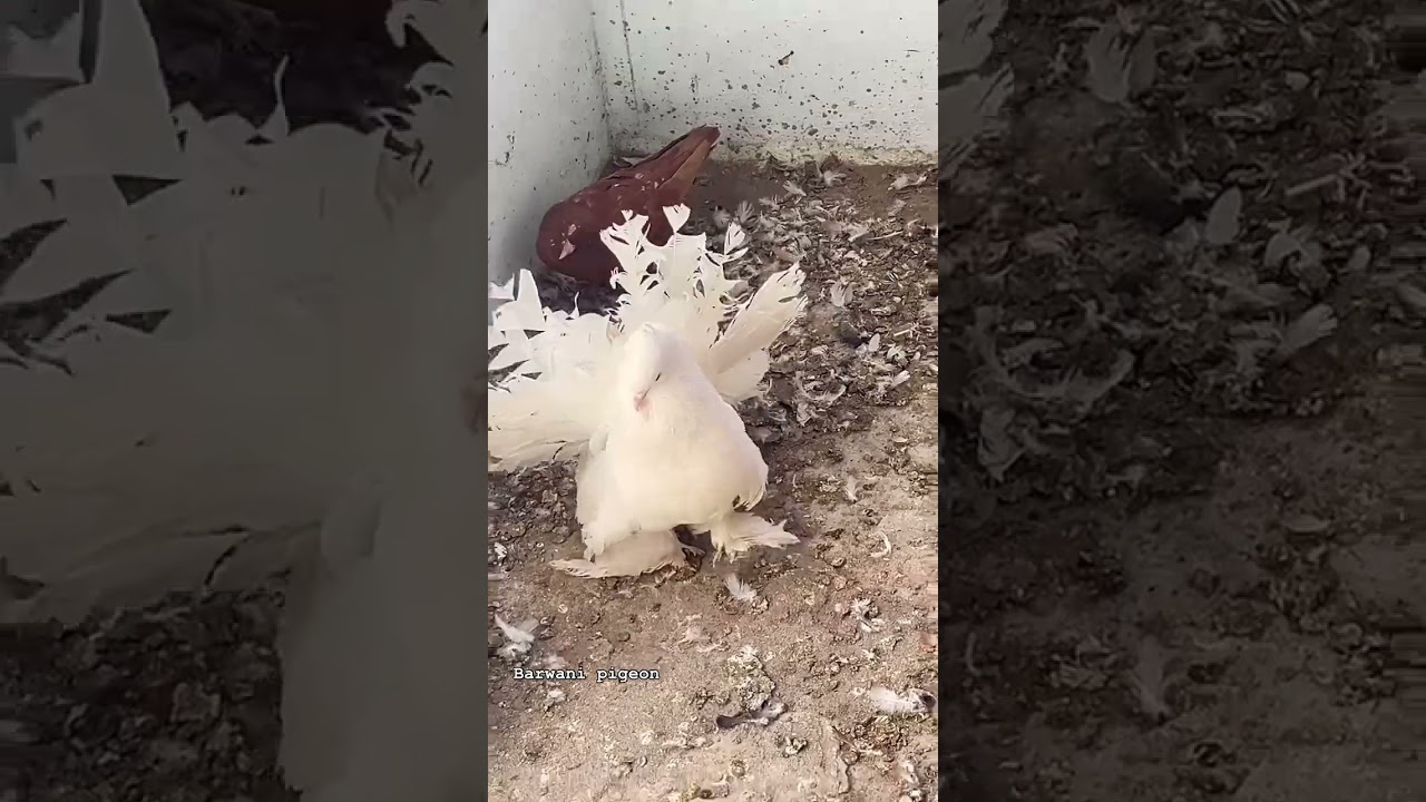 American lakka pigeon 🕊️🥰 #kabootar