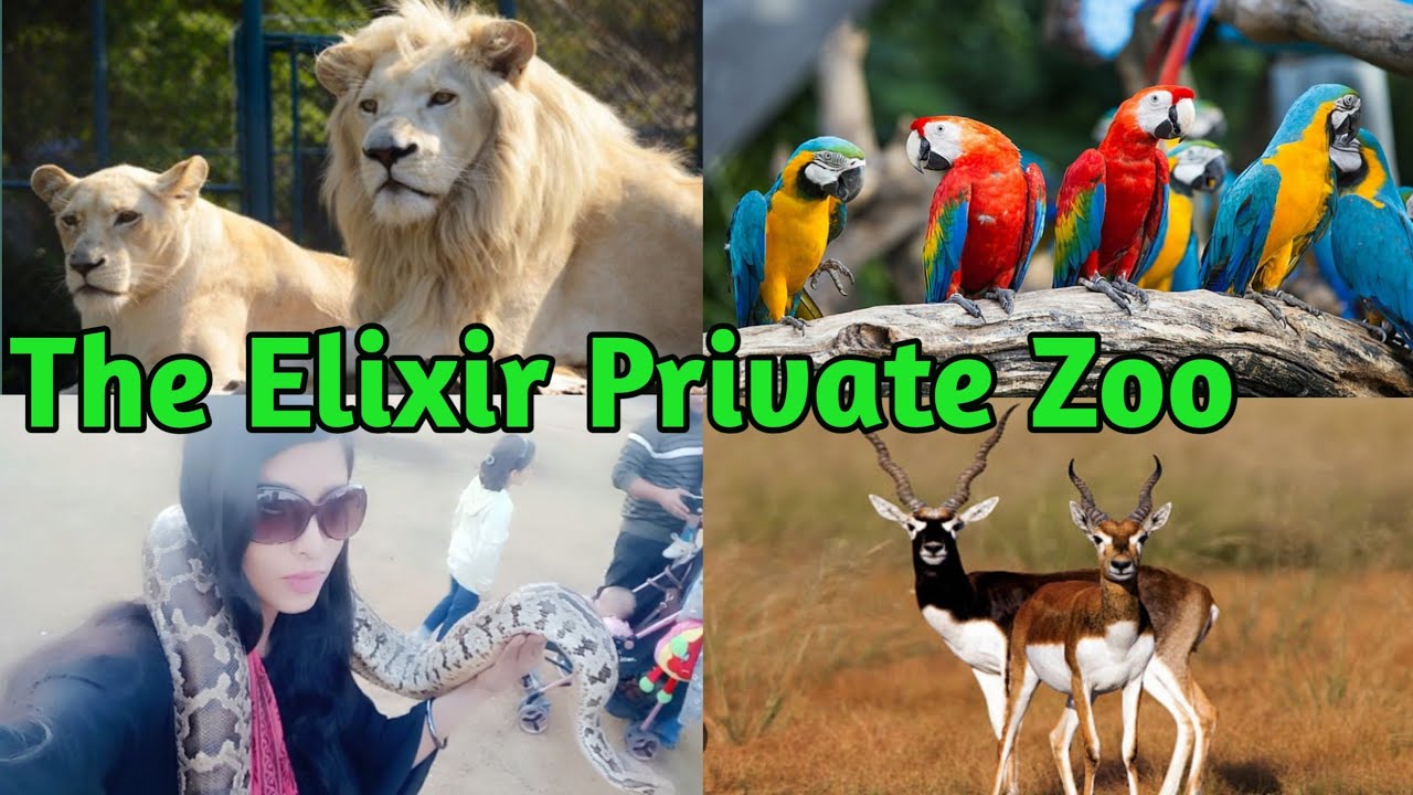 Elixir Zoo Karachi | Exotic Animals In Elixir Zoo | Hidden Zoo in Karachi | The Elixir Private zoo