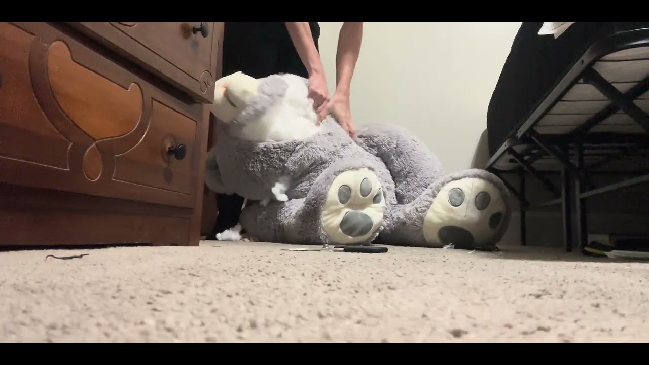 Jumbo Bear Torn To Shreds