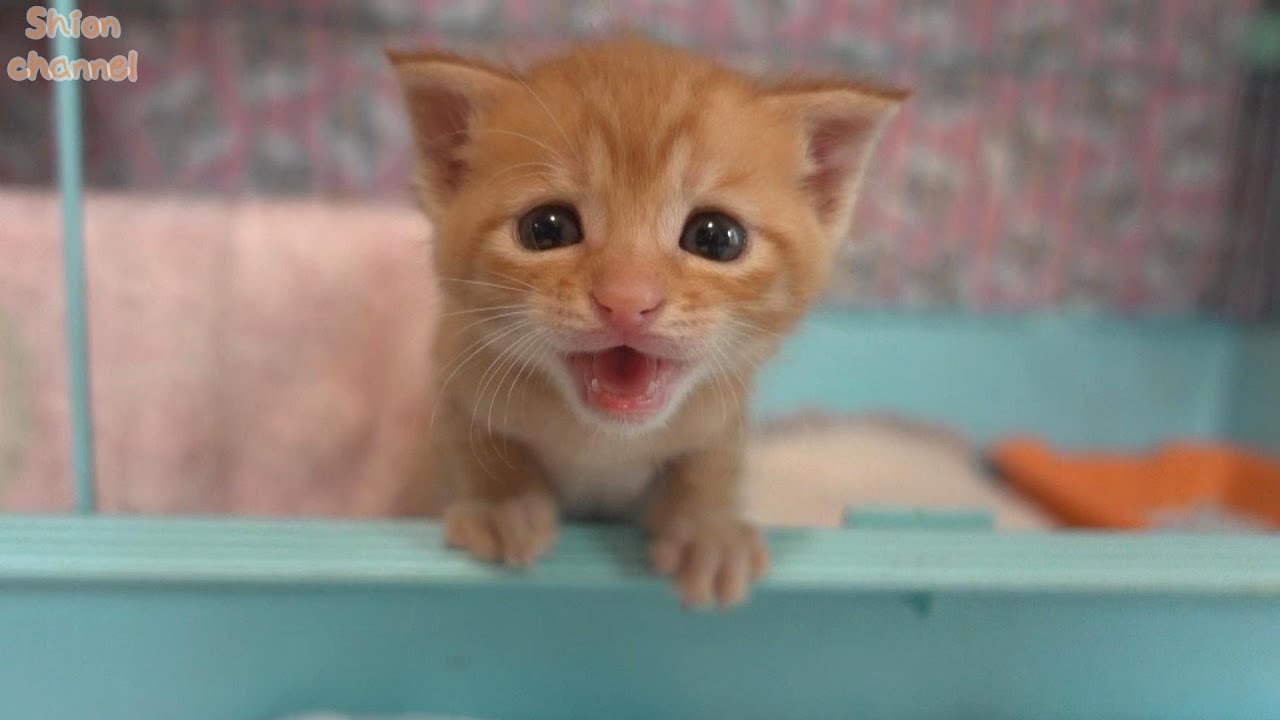 【生後26日】離乳食よりミルクがいい！と駄々をこねる子猫 ＆ 全く参考にならない「食べ方」講座