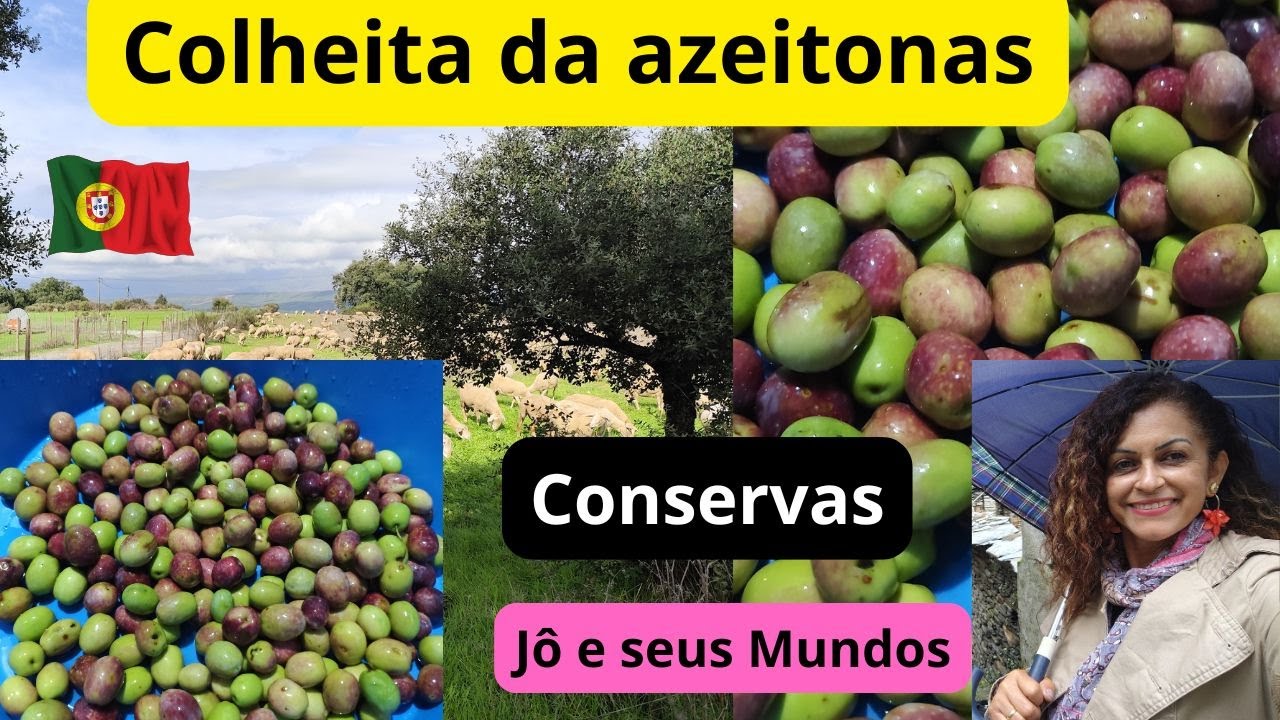 Colheita da azeitona em Portugal e conservas de azeitonas Jô e seu Mundos