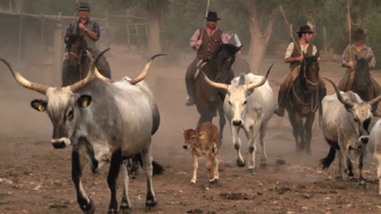 JIM LEWIS & HIS LONE STAR COWBOYS   PUT YOUR LITTLE FOOT RIGHT OUT