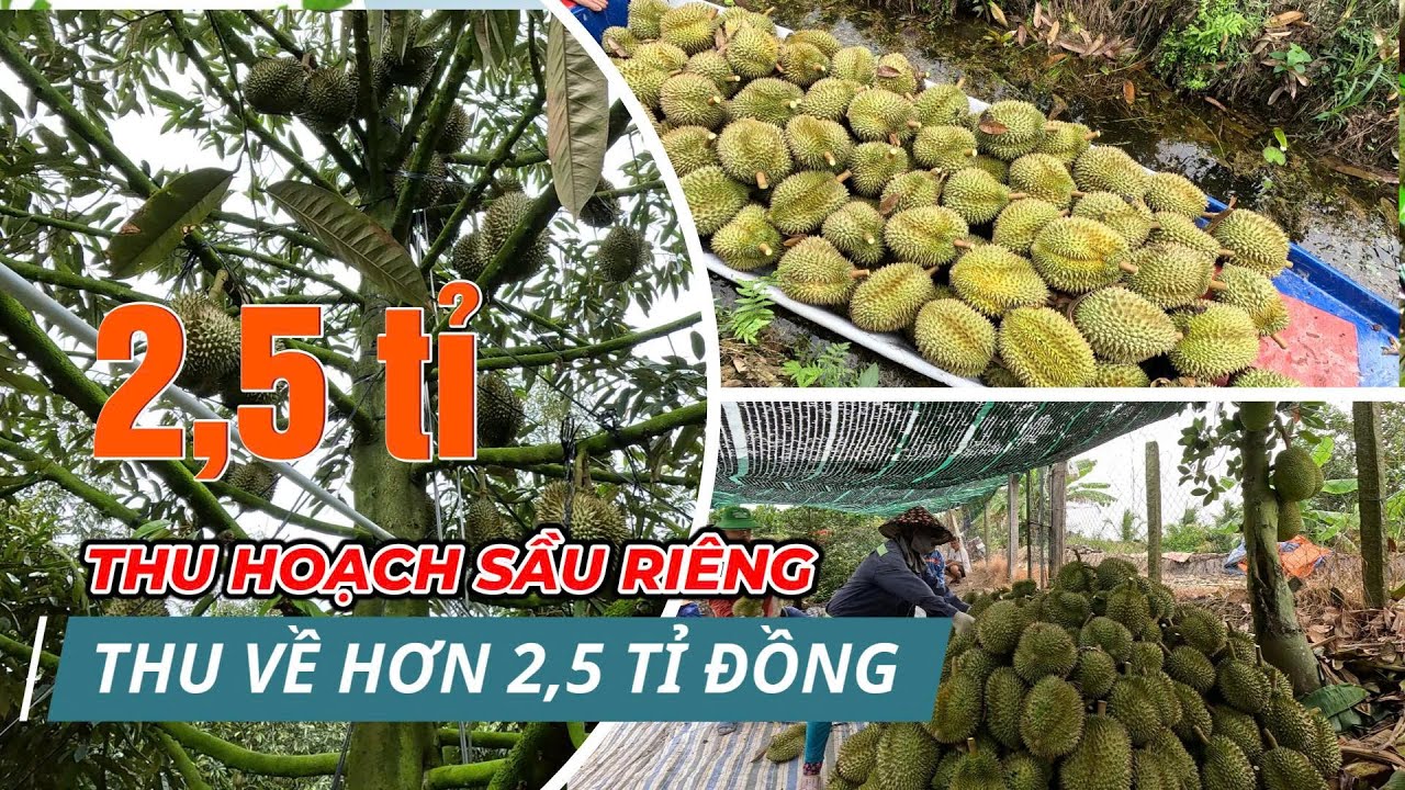 Thu hoạch sầu riêng hơn 2,5 tỷ tại vườn điểm Hai Lúa Vàng | Hai Lúa Vàng Official