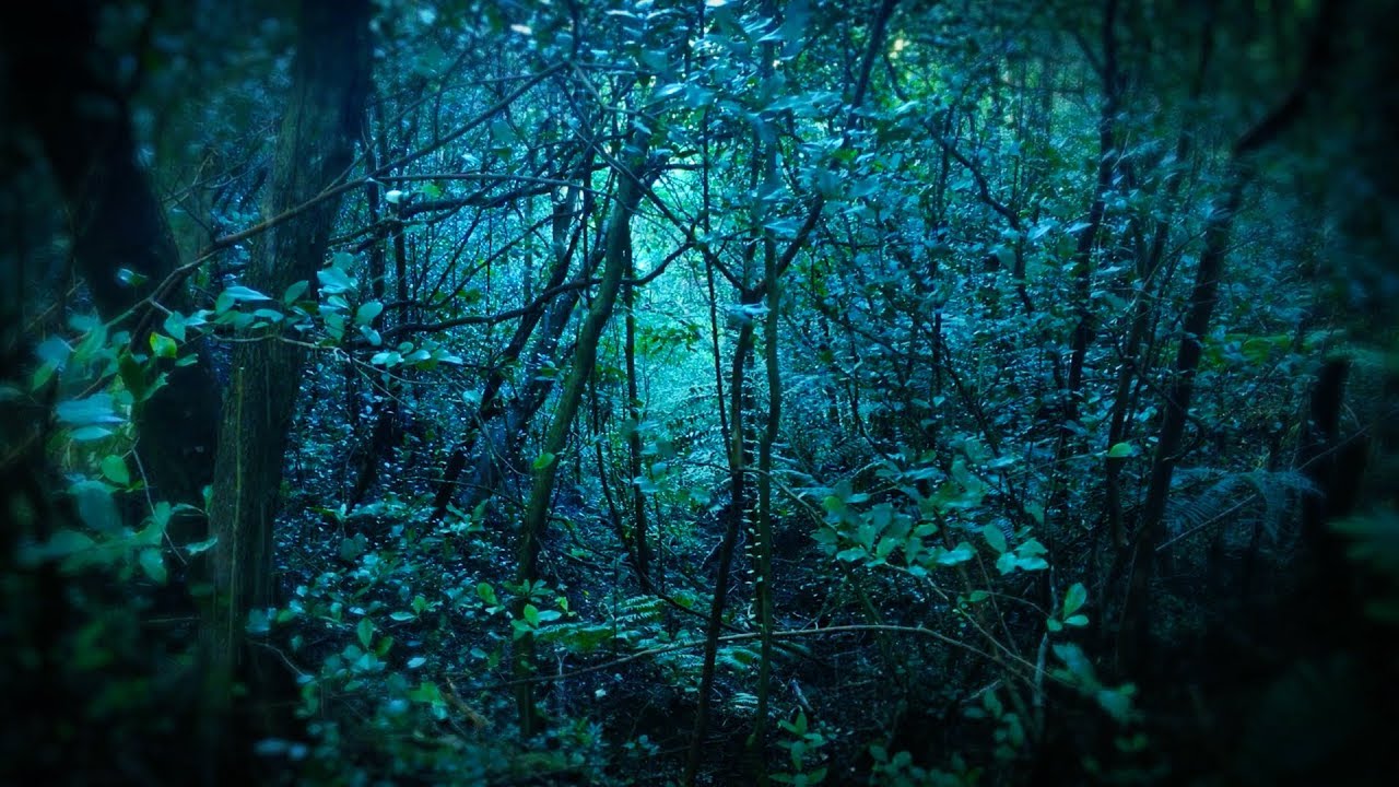 Rain in Forest White Noise | Sleep, Study, Focus | 10 Hours Rainstorm