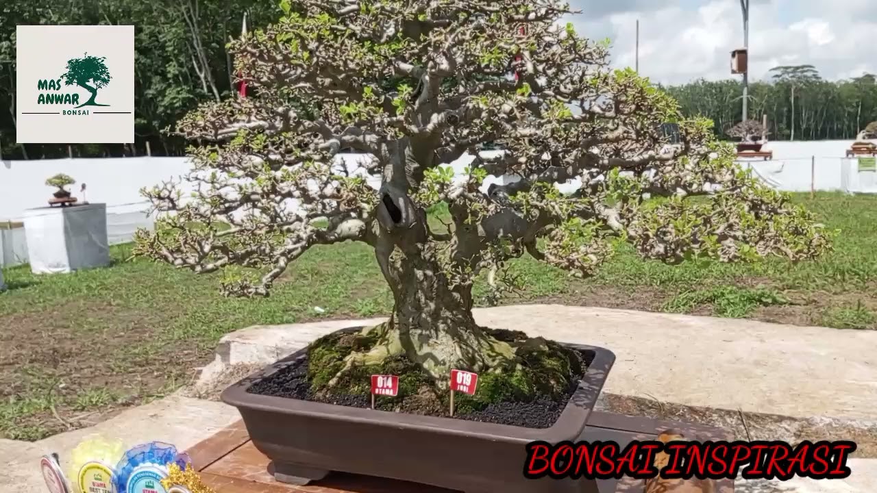 PAMERAN BONSAI #bonsai#bonsaimania
