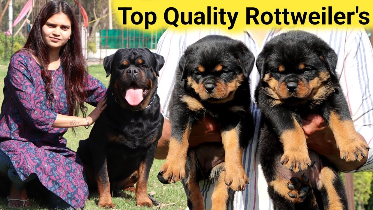 Rottweiler जिन्हें देख आंखे खुली रह जाएंगी | Heavy Wrinkles Rottweiler Puppies | Rottweiler Kennel