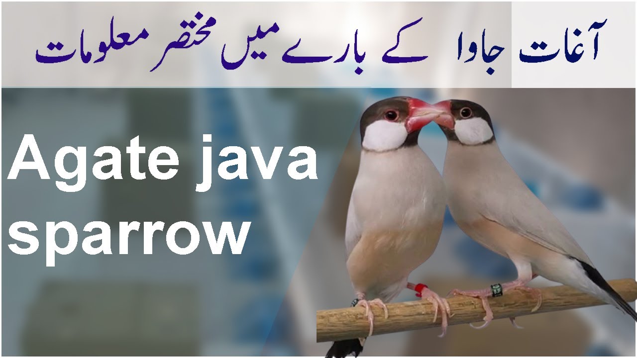 Little Information About Agate Java sparrow  & on our Working Pair ( Urdu language)